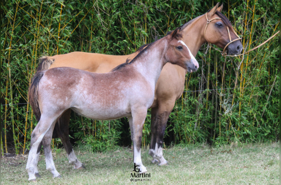 LINDA ROSA DO ACEGUÁ