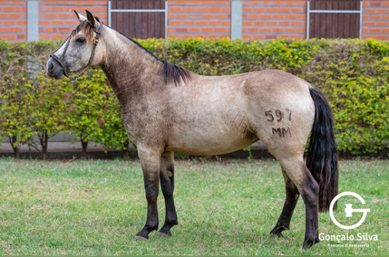 LA CASTELLANA TINHOSA III