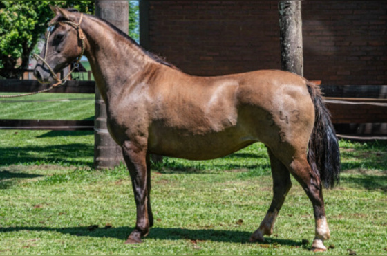 RAMONA DA CHARQUEADA 