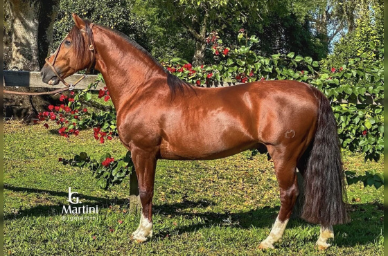 SANTA ALICE NUBLADO II - COBERTURA 