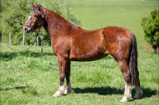 NA ESCOLHA EMBRIÃO PIEDRAITA TAPE OU PLATA Y RIENDA TAPE OU QUILLAHUE TAPE