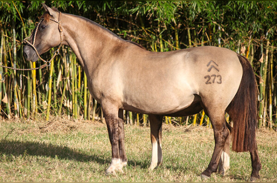 HIERARCA DO MAKO - TE 