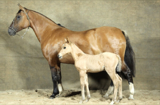 DINAMITE DA BOA VISTA 