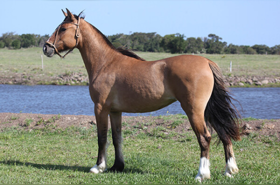 FBM ALEGRIA 