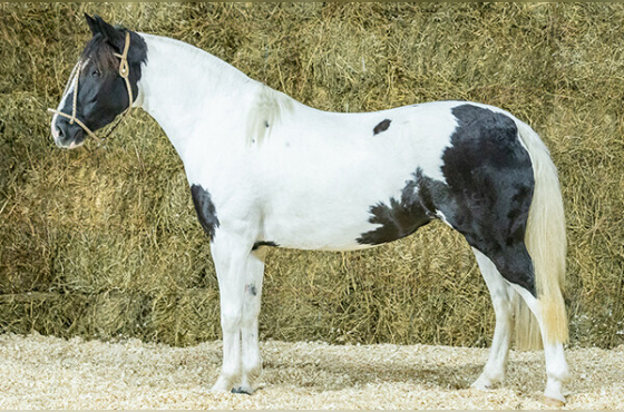 BENDITA DA BOTUVERÁ SR