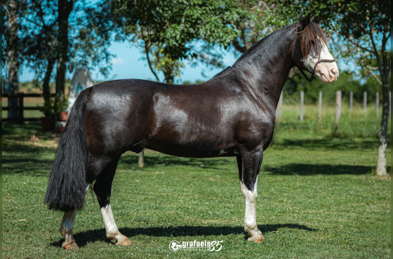 PAMPEIRO DE SANTO ANICETO - COBERTURAS