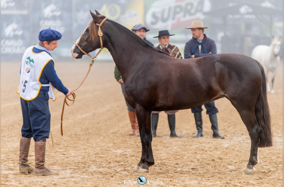 EMBRIÃO GUINDA GANADERA TAPE - TE