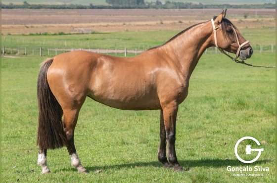 SANTA AUGUSTA RANCHEIRA 