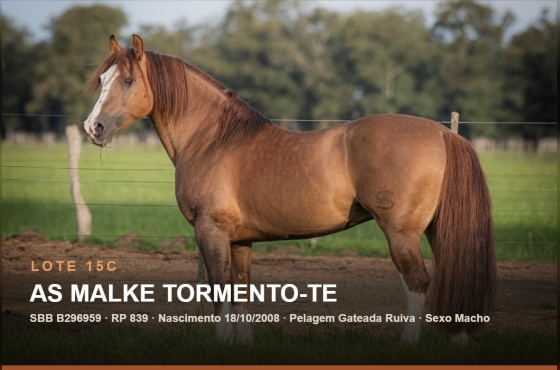AS MALKE TORMENTO-TE - (Venda vertical direito de uso)