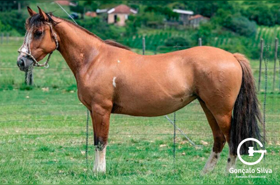 PATACON CHIMARRITA 