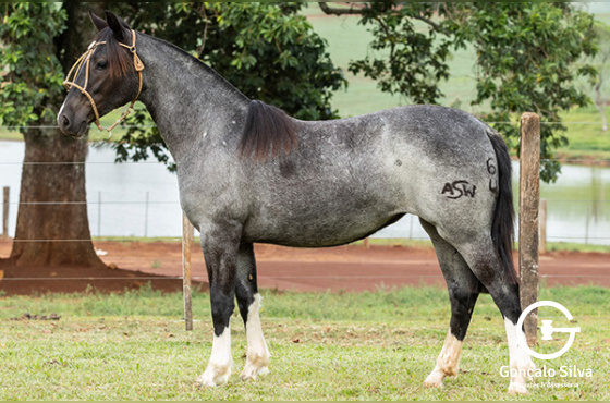 ASW JOIA RARA
