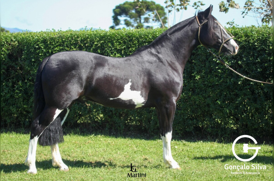 CABARÉ DO RINCÃO DOS PINHEIROS