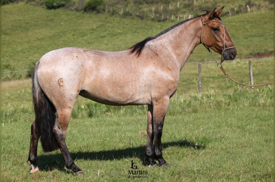 REPÚBLICA DA BARAÚNA