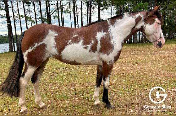 BELA ESTAMPA DA ESTANCIA CAVERA 