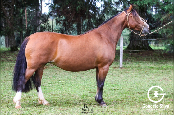 QUERÊNCIA DA DON FERRANTE