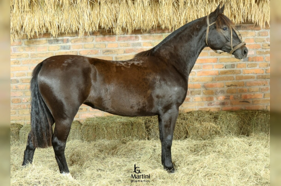 DÁLIA NEGRA MAPOCHO