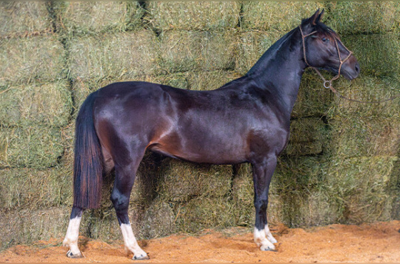 JAMAICA 475 DA MACENA