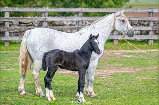NEBLINA DA RECONQUISTA