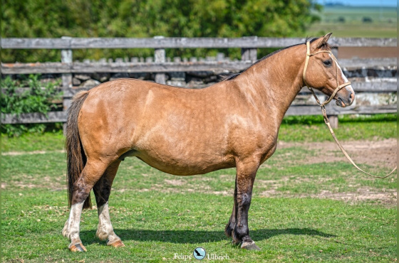 ALMA LEVE CHIMARRONA