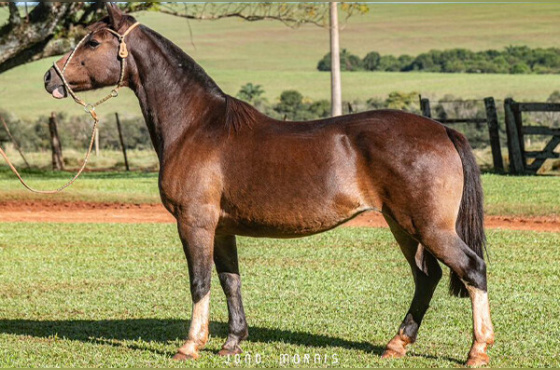 GUARITA ÚLTIMA