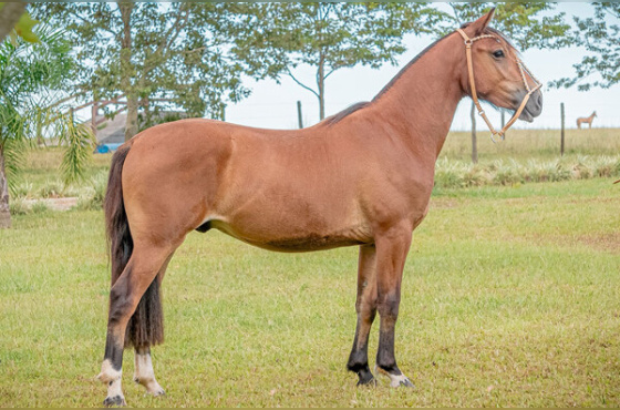 CAPÃO DA DIVISA NAMORADOR 