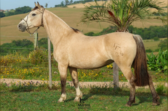 DAMA DE HONRA DO MAKO