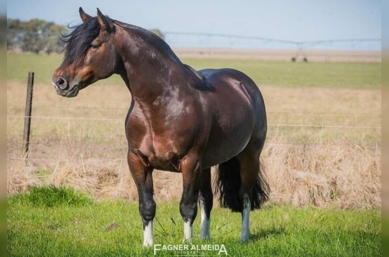 PACOTE DE COBERTURAS BASCO VENENO