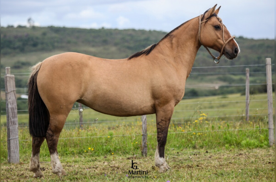 CANTORA 3003 DE SANTO ANGELO 