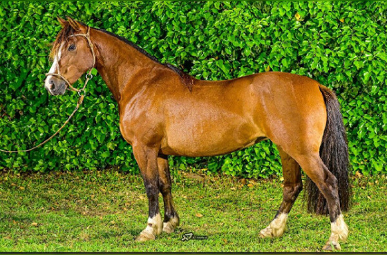 BT FILOSOFIA DO JUNCO