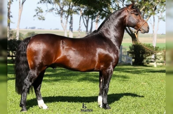 AS MALKE HECHO A MANO  Cota de 5%