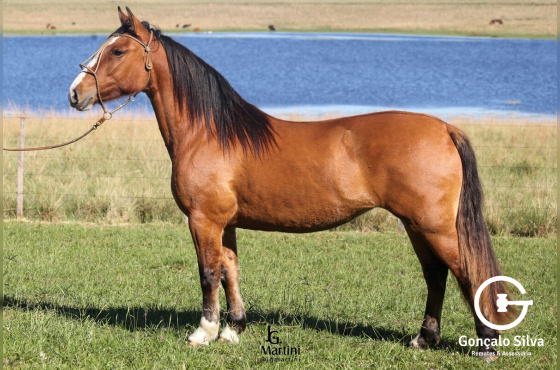ORACION ESTRELITA 