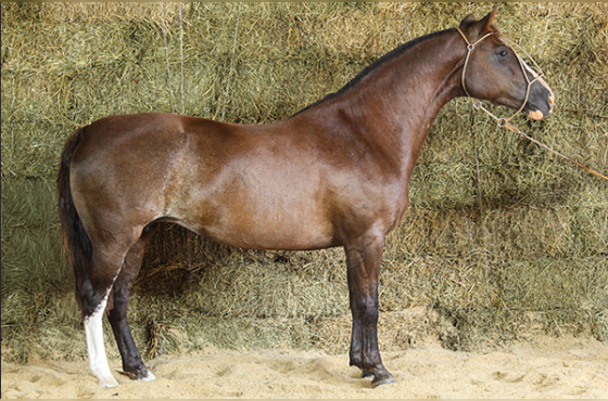 OITAVA RIMA DO TABOÃO 