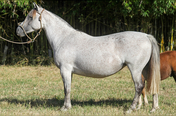 PAELLA DA RECONQUISTA 