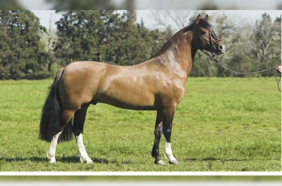 QUARTEL DA VENDRAMIN 