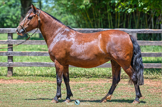 LA CASTELLANA SIMPATIA-TE