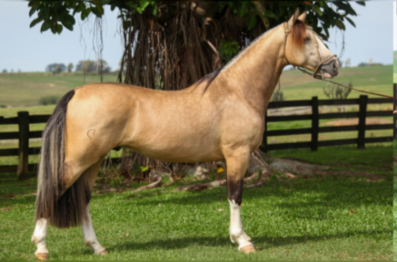 COTA 10% PASCUERO DA KITA 