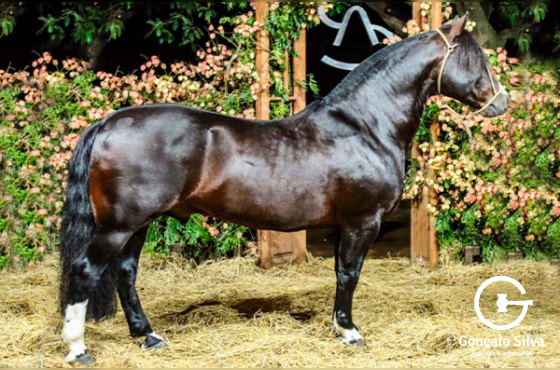 AS MALKE SEDUTOR - TE