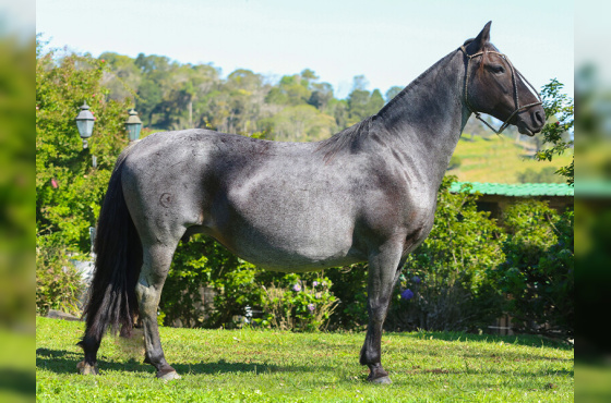 DAKOTA DA MACEDÔNIA 