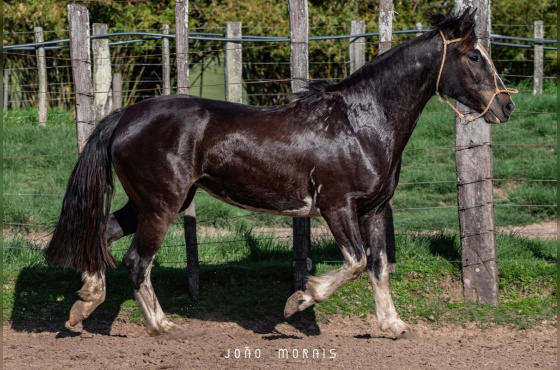 SANTA AUGUSTA UVA MERLOT