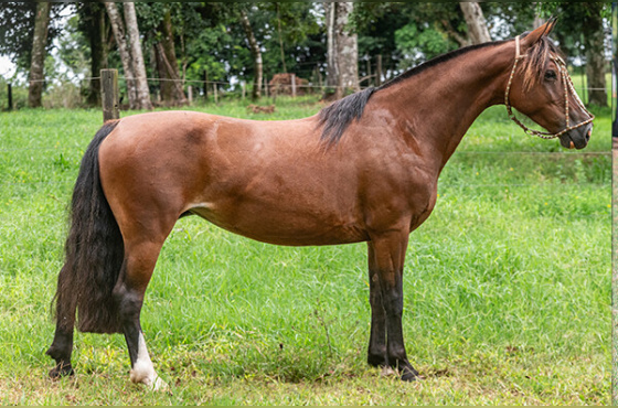 TERTÚLIA DA TUNEIRA