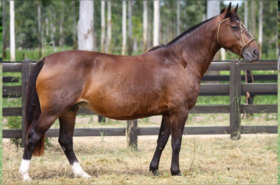 MILONGA PONTIADA DA BELA ALIANÇA