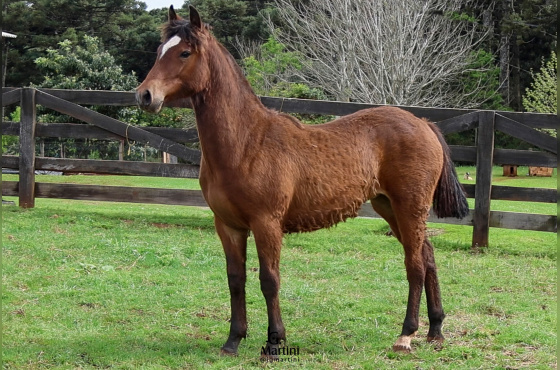 ZAFIRA DA DON FERRANTE 