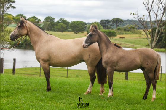 SERENA DA SÃO JOÃO DO BURITY