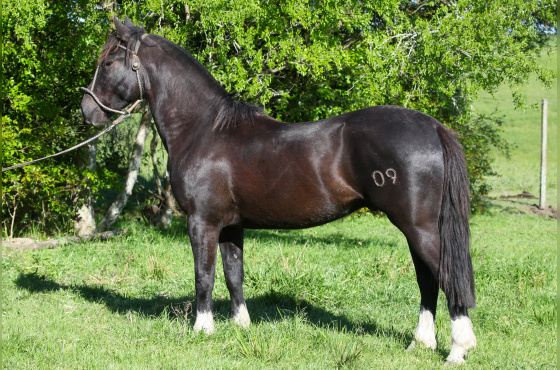 DOM BRAULIO ESTIMADA