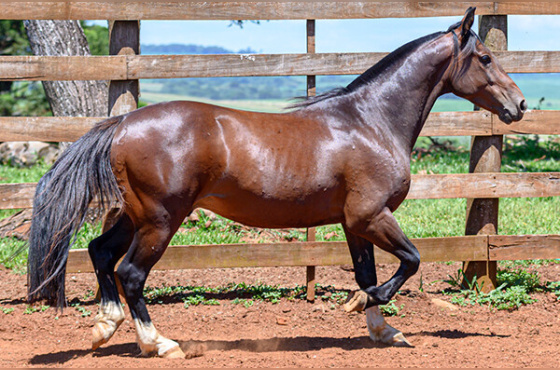 KG IMPERADOR DA LAGOA