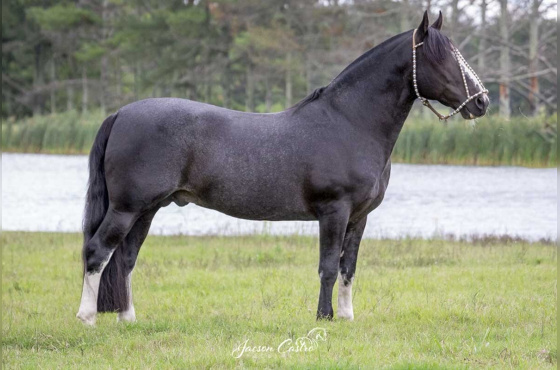 SARGENTO DO ITAPORORO - COBERTURA