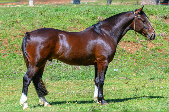 KG IMPERADOR DA LAGOA