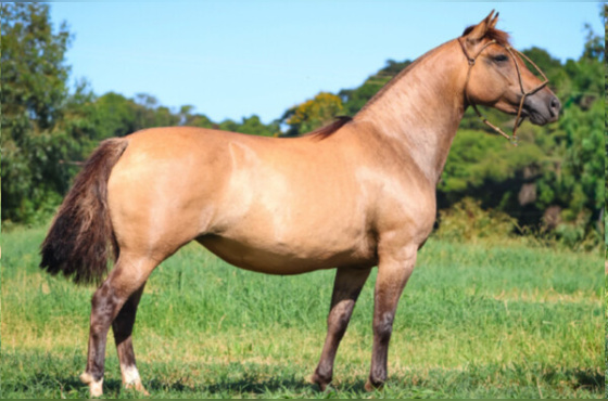 PALOMERA DA VENDRAMIN