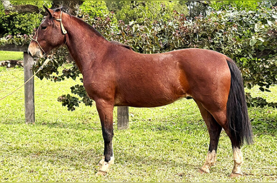 SANTA ALICE CHACAO