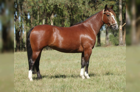 NA ESCOLHA EMBRIÃO AS MALKE SOLEDAD OU ORELHANA TAPE - TE OU FANFARRONA TAPE